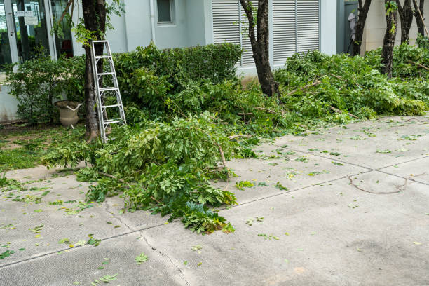 Best Tree Removal  in Jamestown, NC